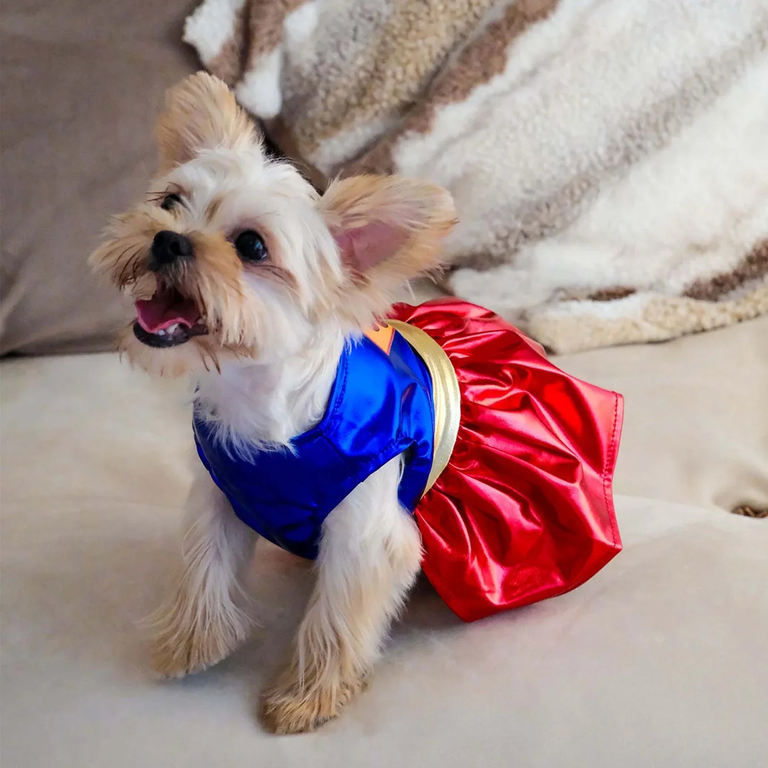 Dog Apparel